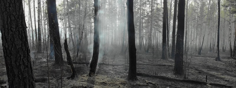 Consequncias da queimada no Brasil e os danos ao meio ambiente